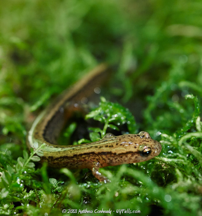 northern-two-lined-salamander1.jpg