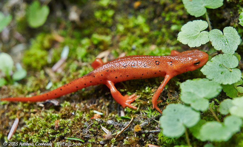 red-spotted-newt1.jpg