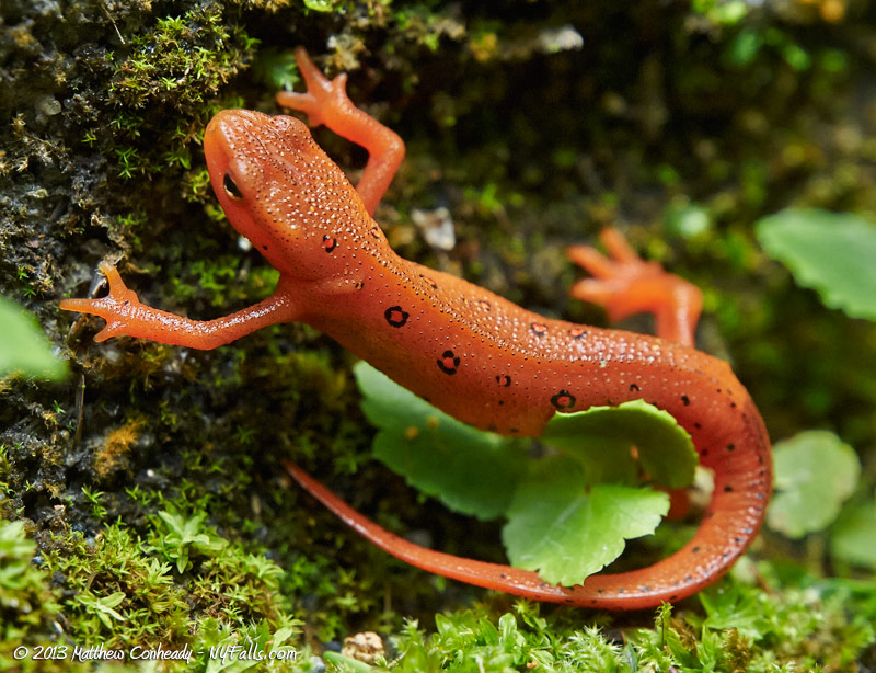 red-spotted-newt2.jpg