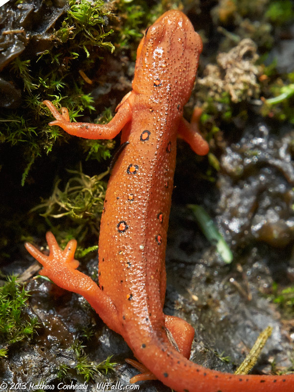red-spotted-newt3.jpg