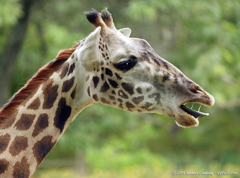 giraffe-tongue.jpg
