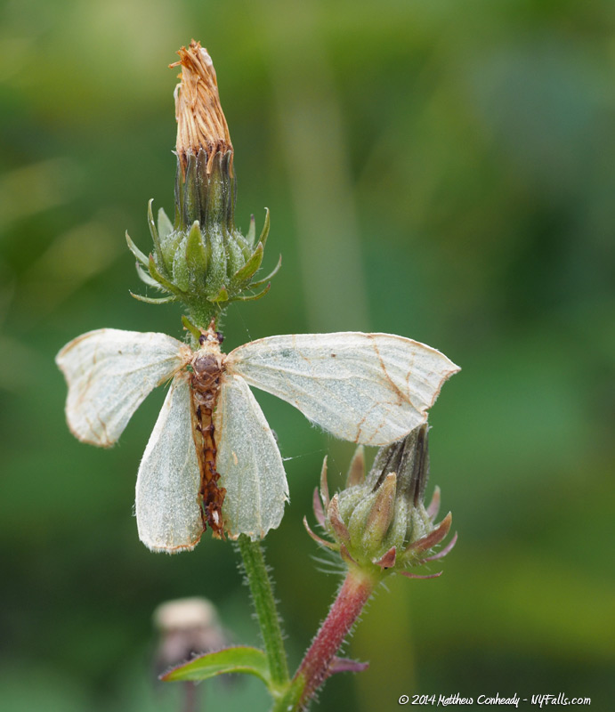 petal-moth.jpg