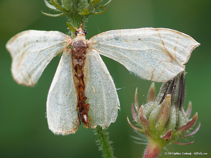 petal-moth2.jpg