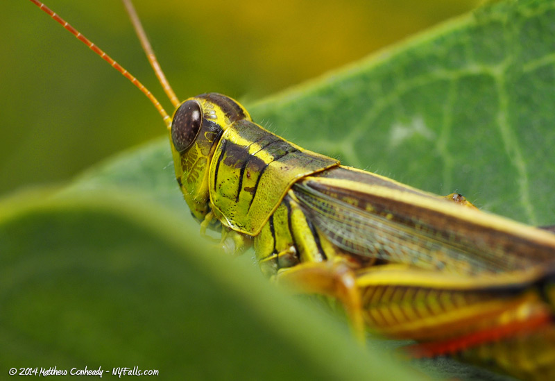 red-legged-locust2.jpg