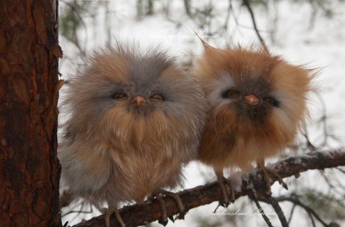 Baby Owls 101.jpg