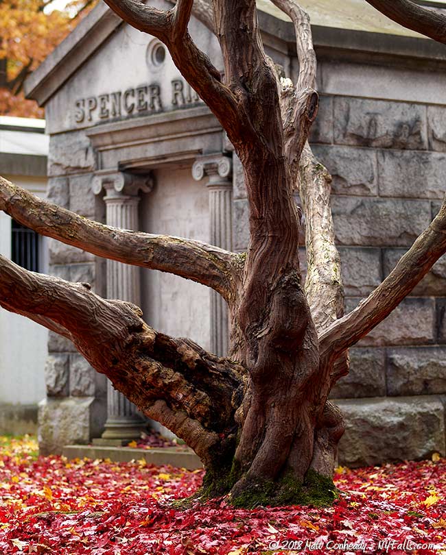 Mount Hope Cemetery Trees