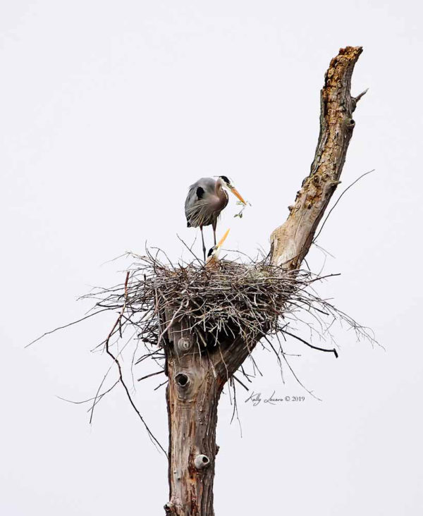 a great blue heron places greenery in its nest which it atop a dead tree in a swamp