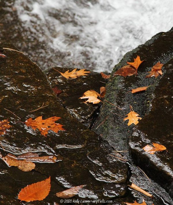 orange leaves along Beecher Creek Falls in Saratoga County