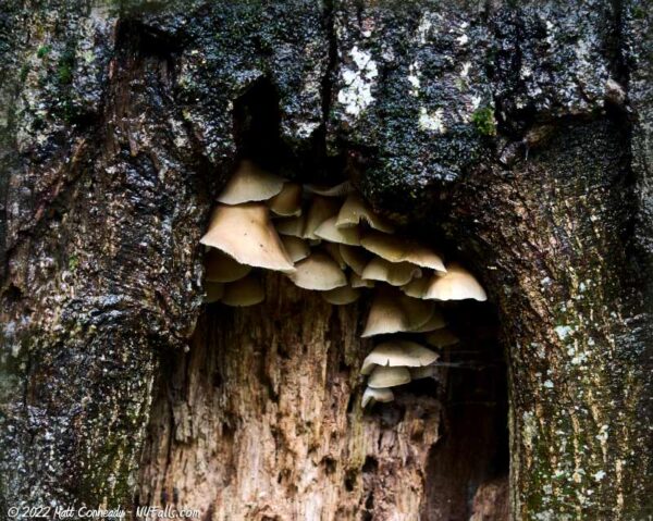 mushrooms growing in a tree at owens falls sanctuary