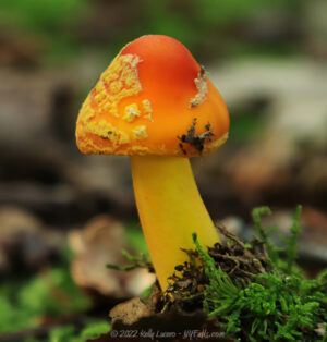 Closeup of a bright orange and yellow mushroom emerging from the mossy forest floor.