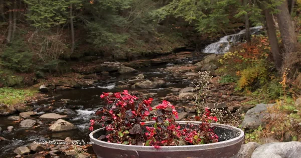 Beecher Creek Falls with red flowers in the foreground
