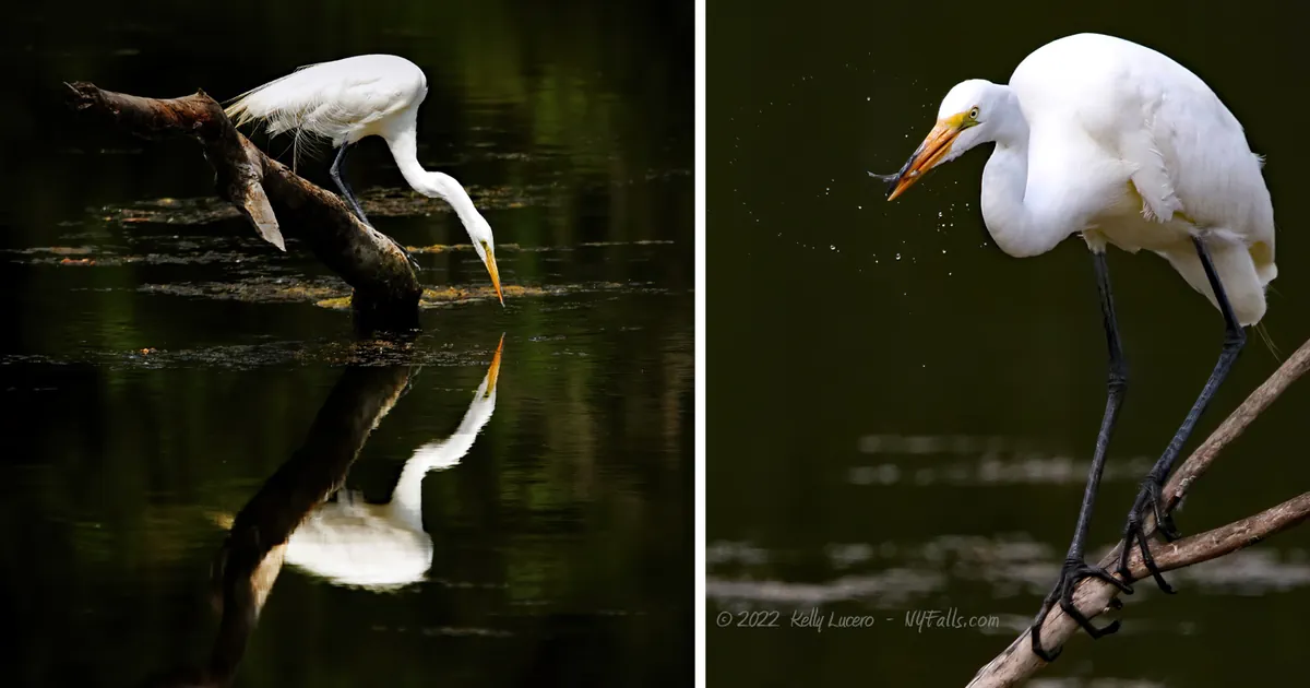 2 low key images of a great egret: one with its beak on the water's surface and a beautiful reflection, the second is an egret with a tiny fish in its beak.