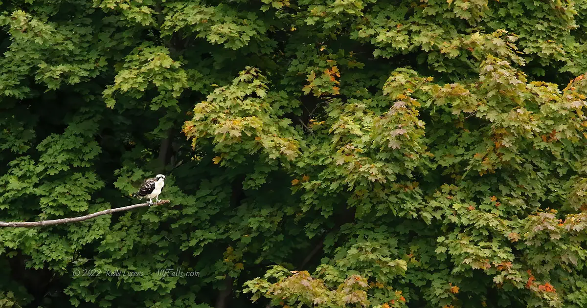 An osprey standing on the end of a long branch with maple trees behind it. The leaves are starting to turn autumn colors.