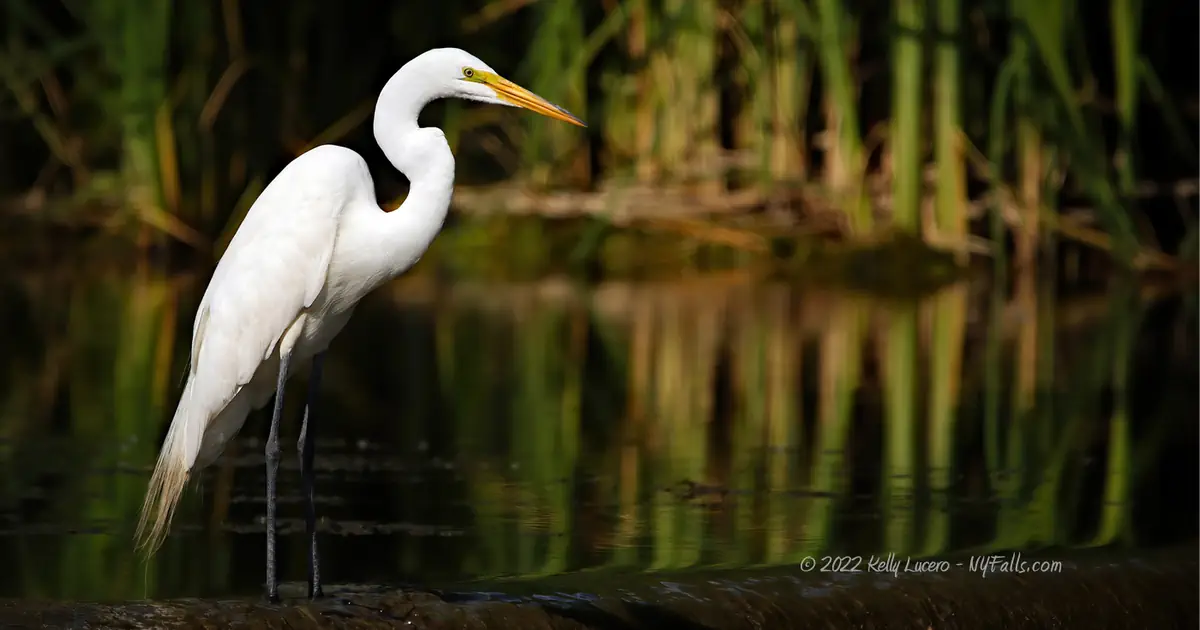 Low key image of a great egret with cattails in the background