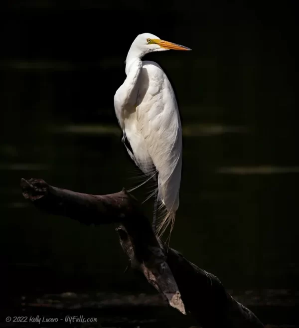 Low key image of a great egret standing on a log