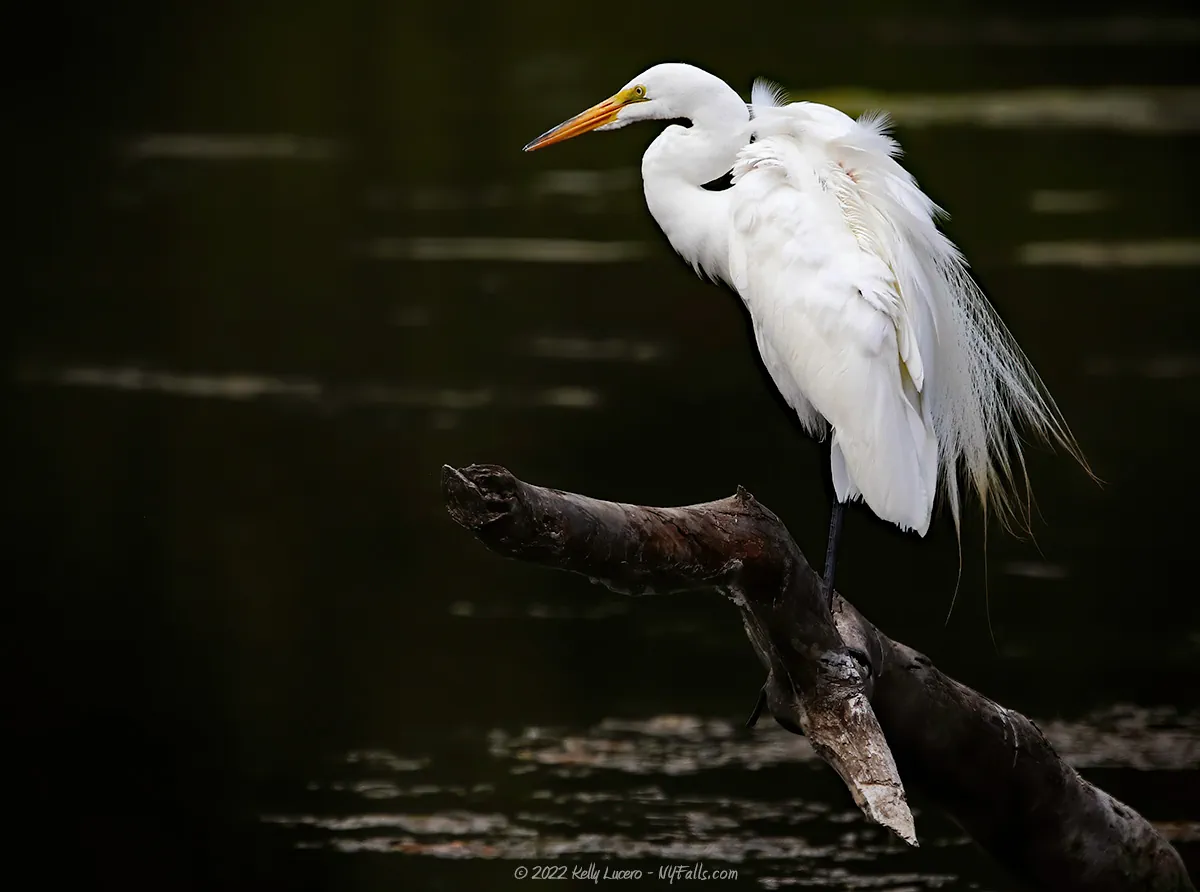 Low key image of a great egret perched on a log in the creek