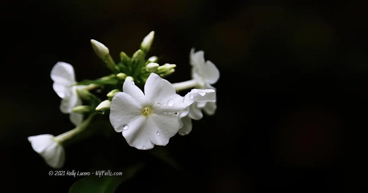 A White Phlox Flower with water droplets on it - against a black background (photographed at Delphi Falls County Park)