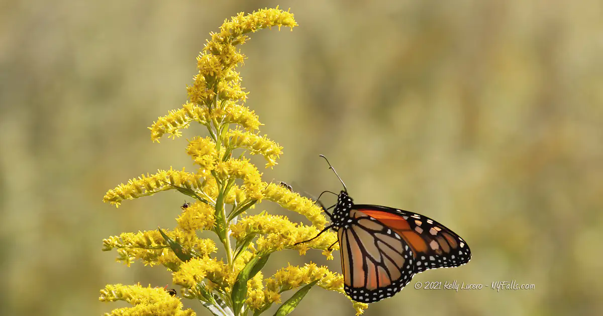 Monarch butterfly on Goldenrod along the trail to Dover Stone Church