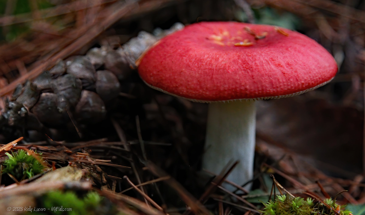 A vivid red mushroom cap on a white stem popping up through the forest floor.