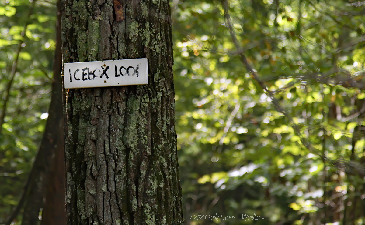 A large tree trunk holds a black on white handmade sign indicating the Icebox Loop trail.