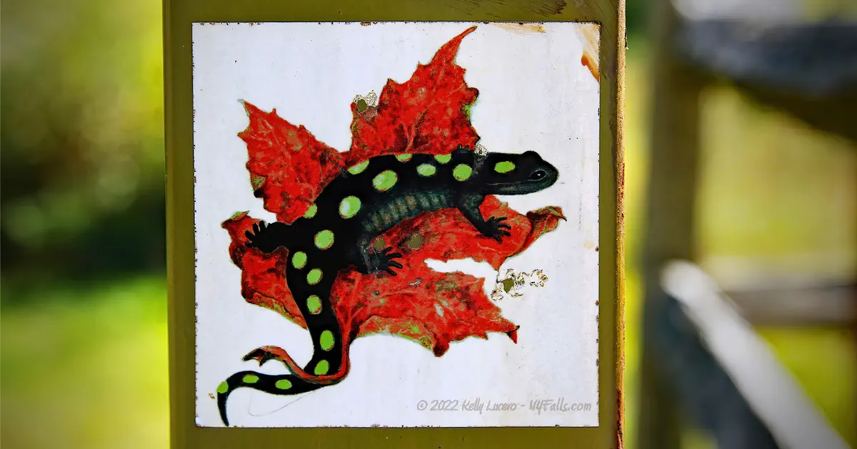 Sign at the trailhead showing a black salamander with green spots and a red maple leaf