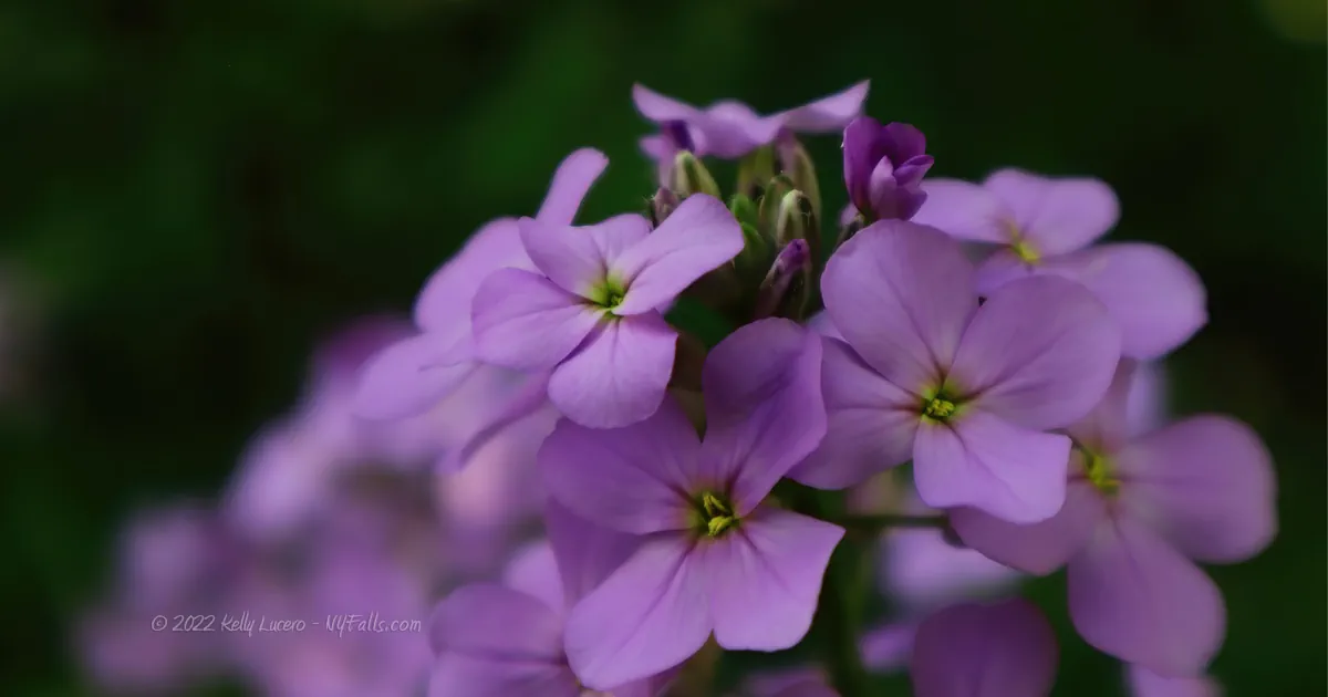 Wildflower Wild Phlox, a pretty purple cluster of flowers