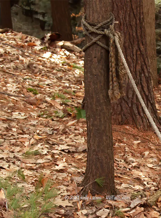 A climbing rope tied to a tree trunk on the hillside near Snook Kill Falls