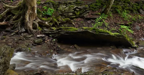 A scene of the creek bed below Bucktail falls, showing exposed roots and mossy rocks.