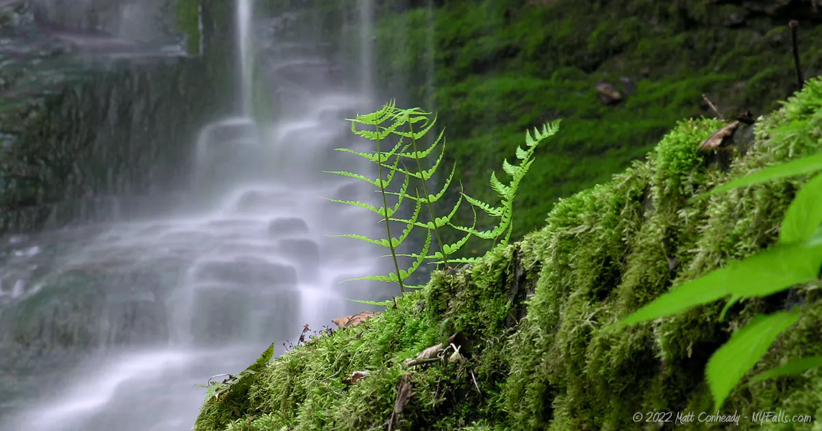 A closeup of a fern growing on a mossy boulder in front of Bucktail Falls.