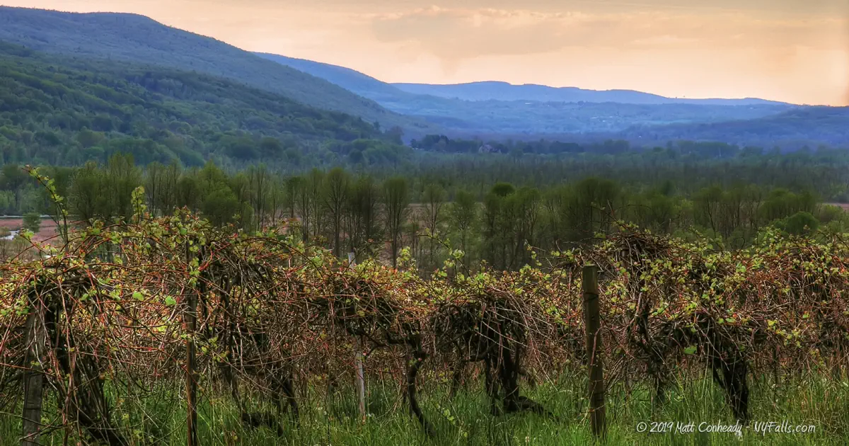 An early morning view of a vineyard across from Clark Gully in Naples, NY