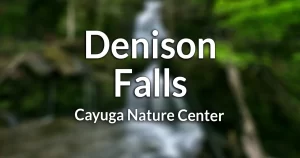 Denison Falls (at the Cayuga Nature Center) information