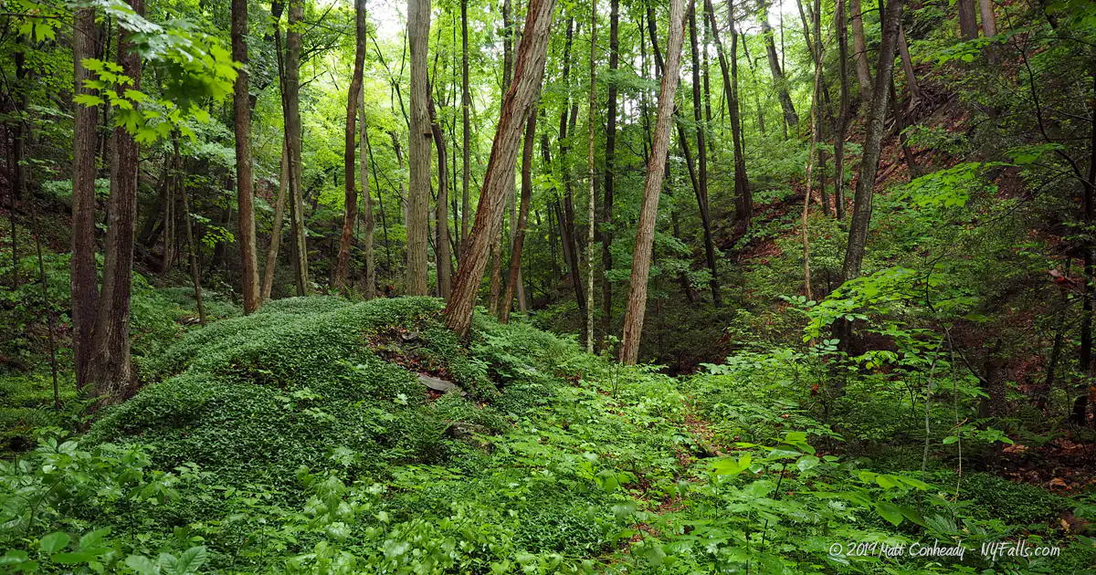A view of a wooded hollow in Excelsior Glen
