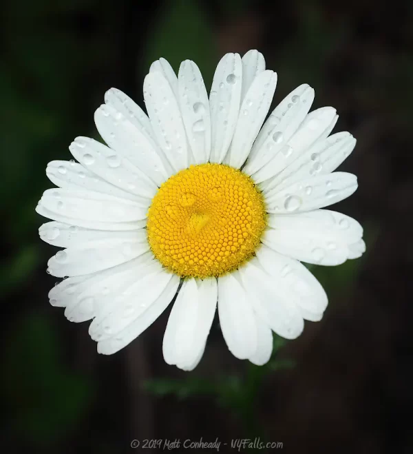 A wild daisy found within Excelsior Glen.