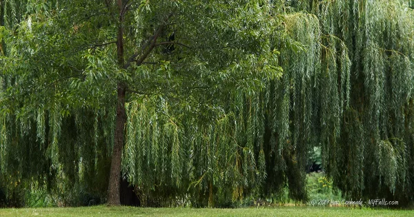 Willow Trees in Seneca Park, Rochester