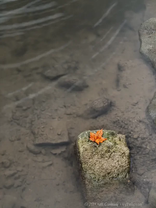 A single orange leaf on a rock protruding from a dirty Chittenango Creek.