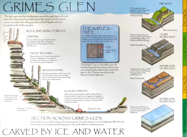 A poster showing the natural history of Grimes Glen.