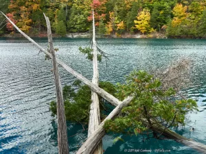 Downed trees, some still growing in rich aquamarine-colored water of Green Lake
