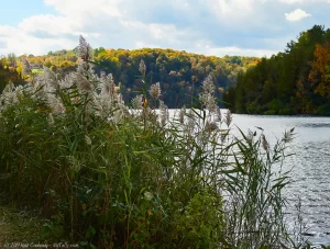 A fall scene at green lake showing some tall grasses on the shoreline and fall foliage off in the distance.