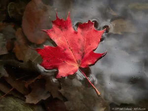 A red maple leaf floating on the surface of Green Lake.