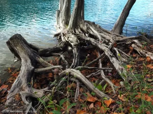 Old trees and tree trunks with their sun-bleached roots exposed along the shoreline of Green Lake.