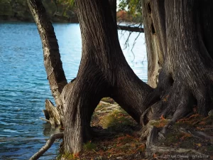 Tree trunks living on the edge of Green Lake