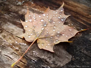 A brown maple leaf, covered in rain droplets, on a log.