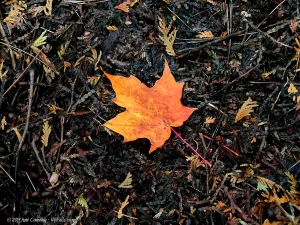 An orange maple leaf on a dark colored patch of detritus
