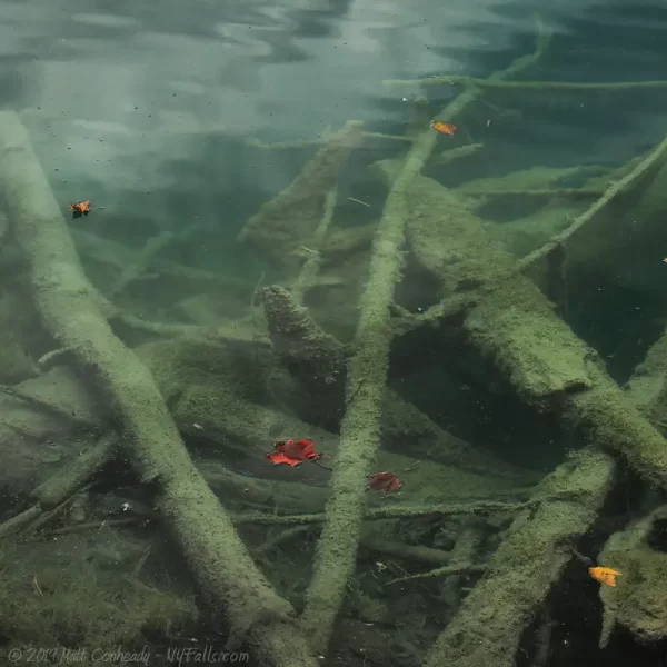 Downed trees, almost preserved like mummies, under the surface of Green Lake