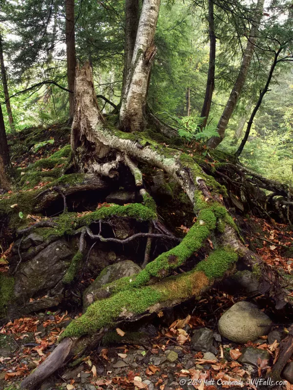 Exposed roots of a tree on a hill in the Chittenango State Park gorge.