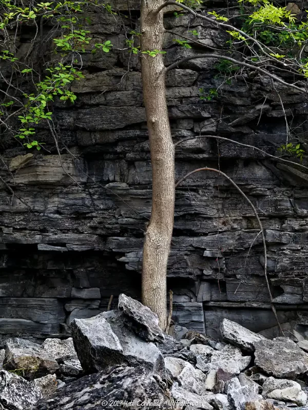 A tree growing out of a pile of stones below Upper Akron Falls