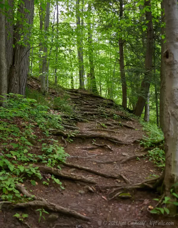 The trail leading to lower Carpenter Falls is dirt with many exposed roots.