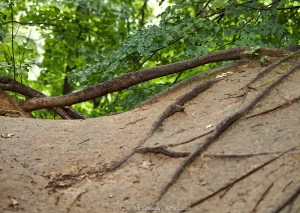 A view of exposed roots on the clay hills within Corbett's Glen Nature Park.
