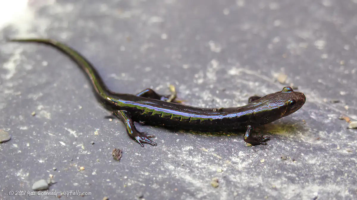 A northern dusky salamander found within Barnes Creek Gully in Onanda Park