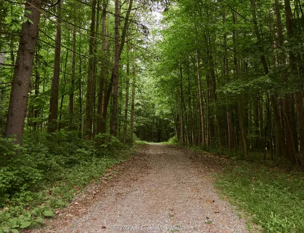 A trail runs north-south through a deeply wooded area surrounding Canadice Lake